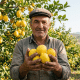 Mersin'de limon bahçesinde, ellerinde taze hasat edilmiş limonları tutan gülümseyen yaşlı Türk çiftçisi.